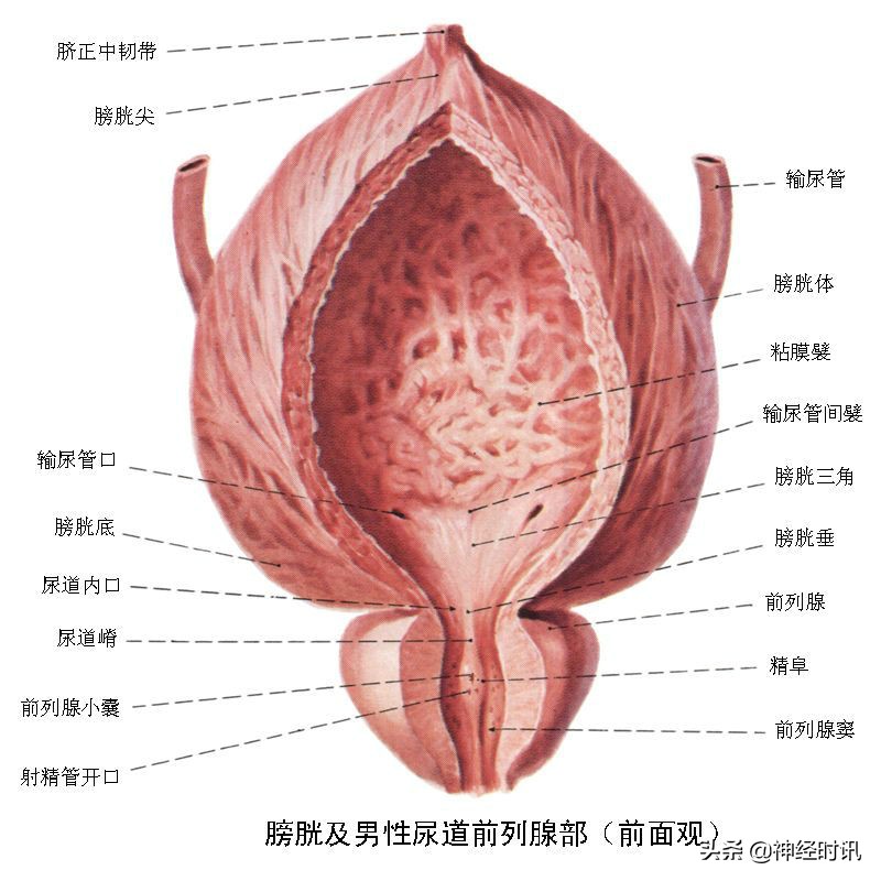 肾脏输尿管膀胱前列腺结构,肾输尿管膀胱解剖示意图
