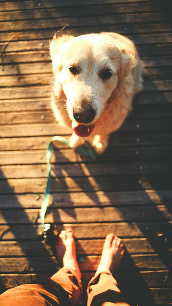 狗狗鼻头褪色怎么回事,狗狗的鼻头为什么会褪色