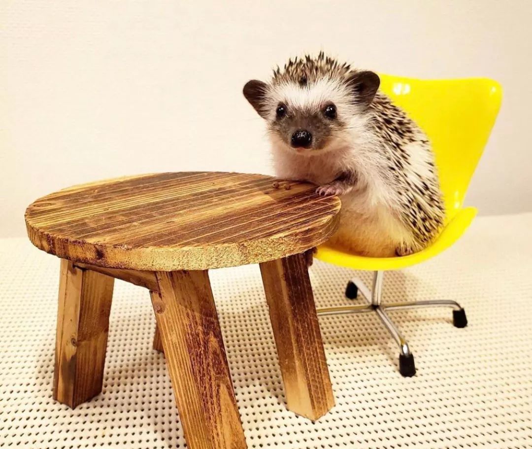 养一只戏精宠物是什么体验,养了一只小狐狸是什么体验