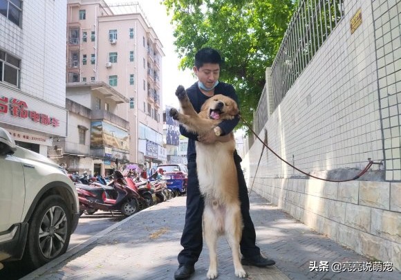 金毛在家管不住,金毛呆在家里不会害怕吧