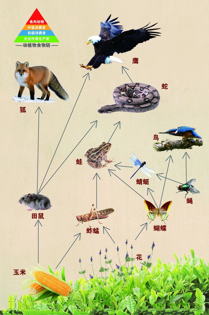 中国27种毒蛇白头蝰,白头蝰是什么蛇