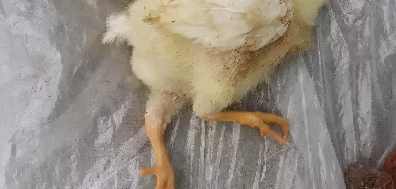 鸡群生病后有什么表现,鸡群出现瘫痪是怎么回事