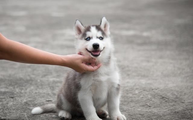 抚摸狗狗哪个部位让它有安全感,狗狗最喜欢被抚摸的三个部位