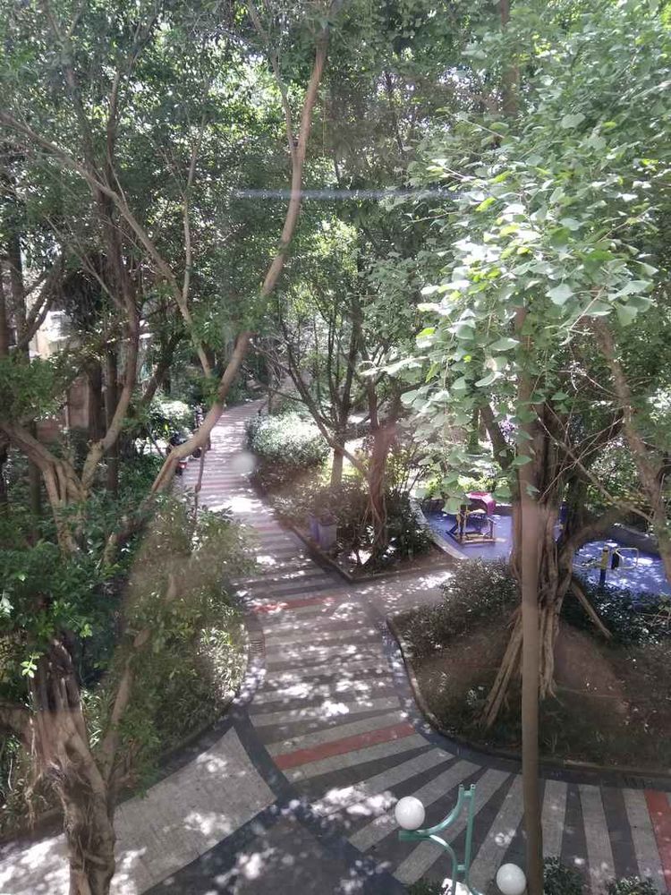 成都网友投诉怡丰新城小区榕树成灾危及行人，高新管委会回应