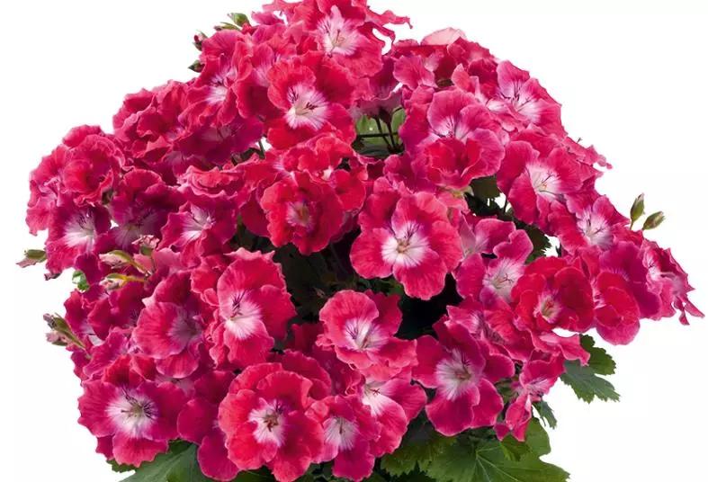 10种天竺葵,天竺葵100种图片大全