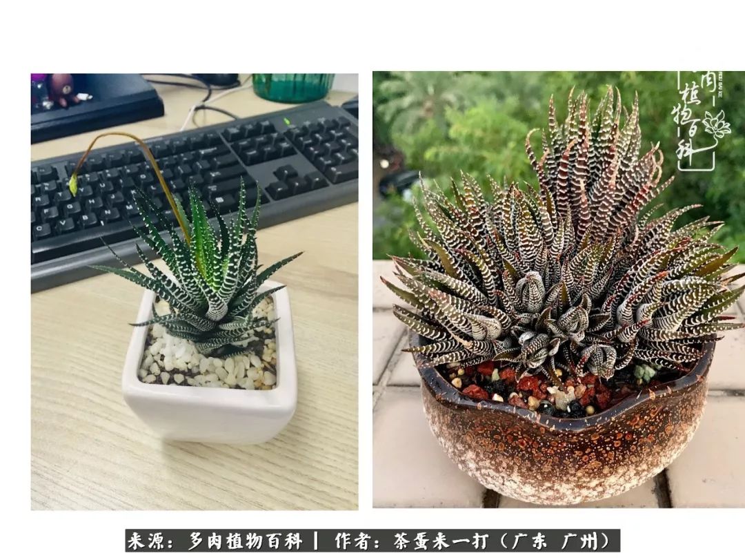 在冬日阳光下，记一个多肉小白的养肉历程