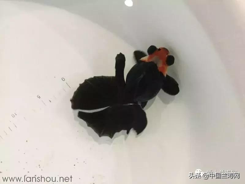 世界金鱼大赛在福州举行,2019中国世界金鱼大赛