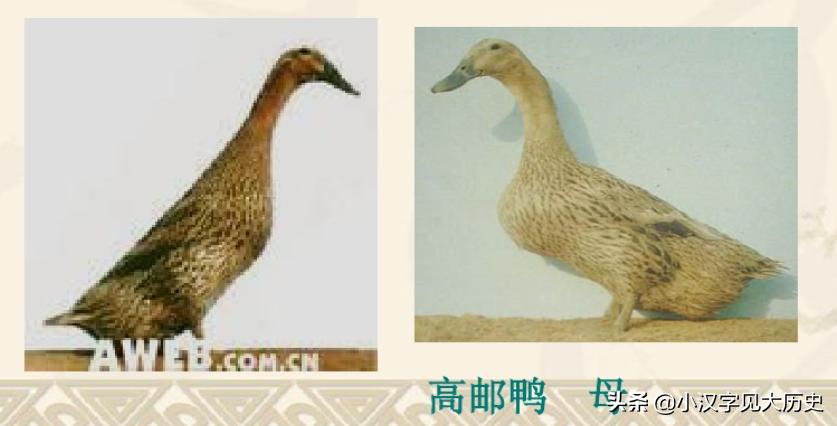 寻味端午咸鸭蛋,正宗高邮双黄咸鸭蛋端午