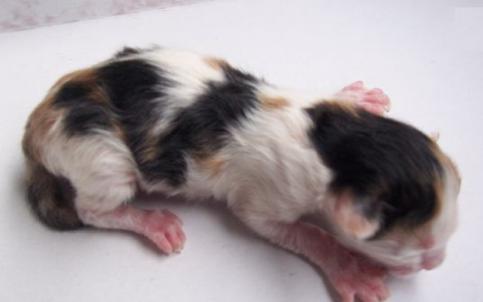 猫咪难产生的小猫咪还能活吗,猫咪难产生不下来该怎么办