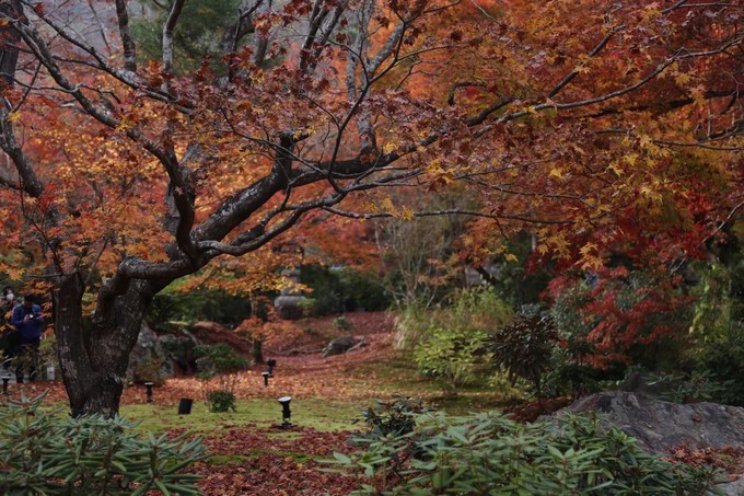 日本京都枫叶季旅游攻略,日本关西赏枫旅游攻略