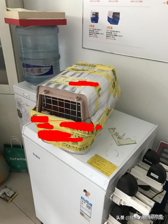 给大家介绍宠物托运的全过程,找托运宠物公司托运宠物注意什么