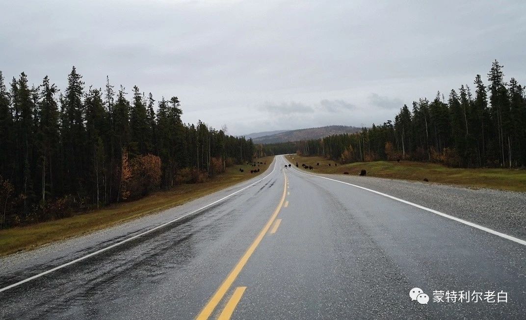 跟着老白行走加拿大，育空Watson Lake、BC省Northern Rockies