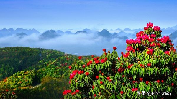 全球最大樱花基地原来就藏在贵州！万亩花海通到湖，机票低至2折