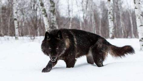 狼图腾大揭秘,狼图腾狼行天下