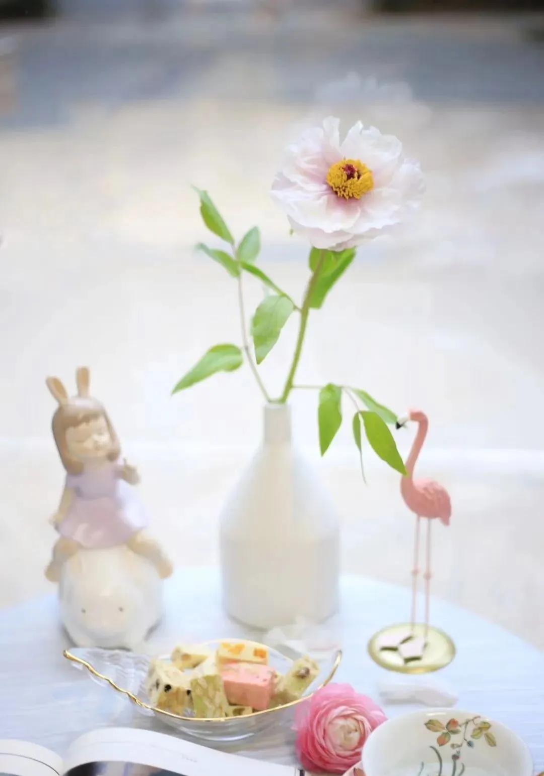 牡丹鲜切花：解语应倾国，无情亦动人