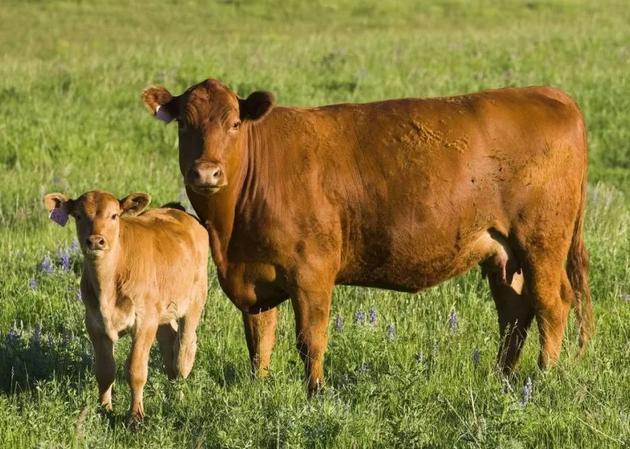 牛不发情怎么办？牛不发情用什么药好？牛不发情是什么原因？