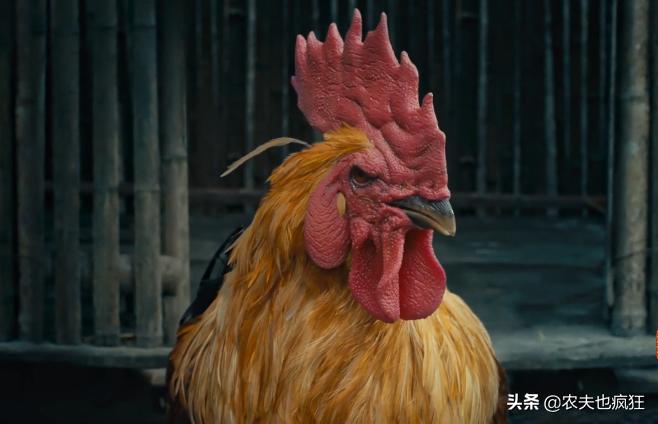 为什么公鸡吃了蜈蚣就会发狂,为什么公鸡吃了蜈蚣会发疯