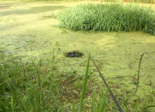 夏季钓野河怎样选钓位,初夏钓野鲫怎么选钓点
