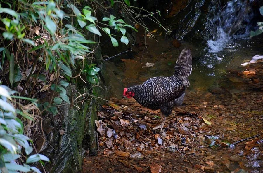 我们在距芜湖70公里的古坝村，找到了向往的生活