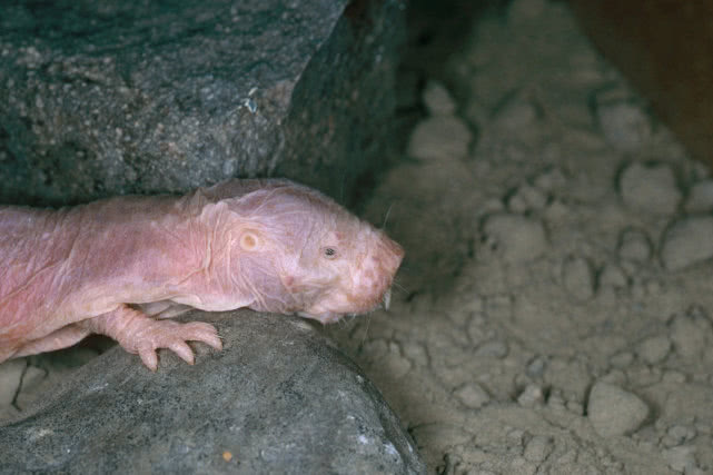 鼠届异形裸鼹鼠6大“特异功能”,做梦都想拥有,不得癌症不衰老