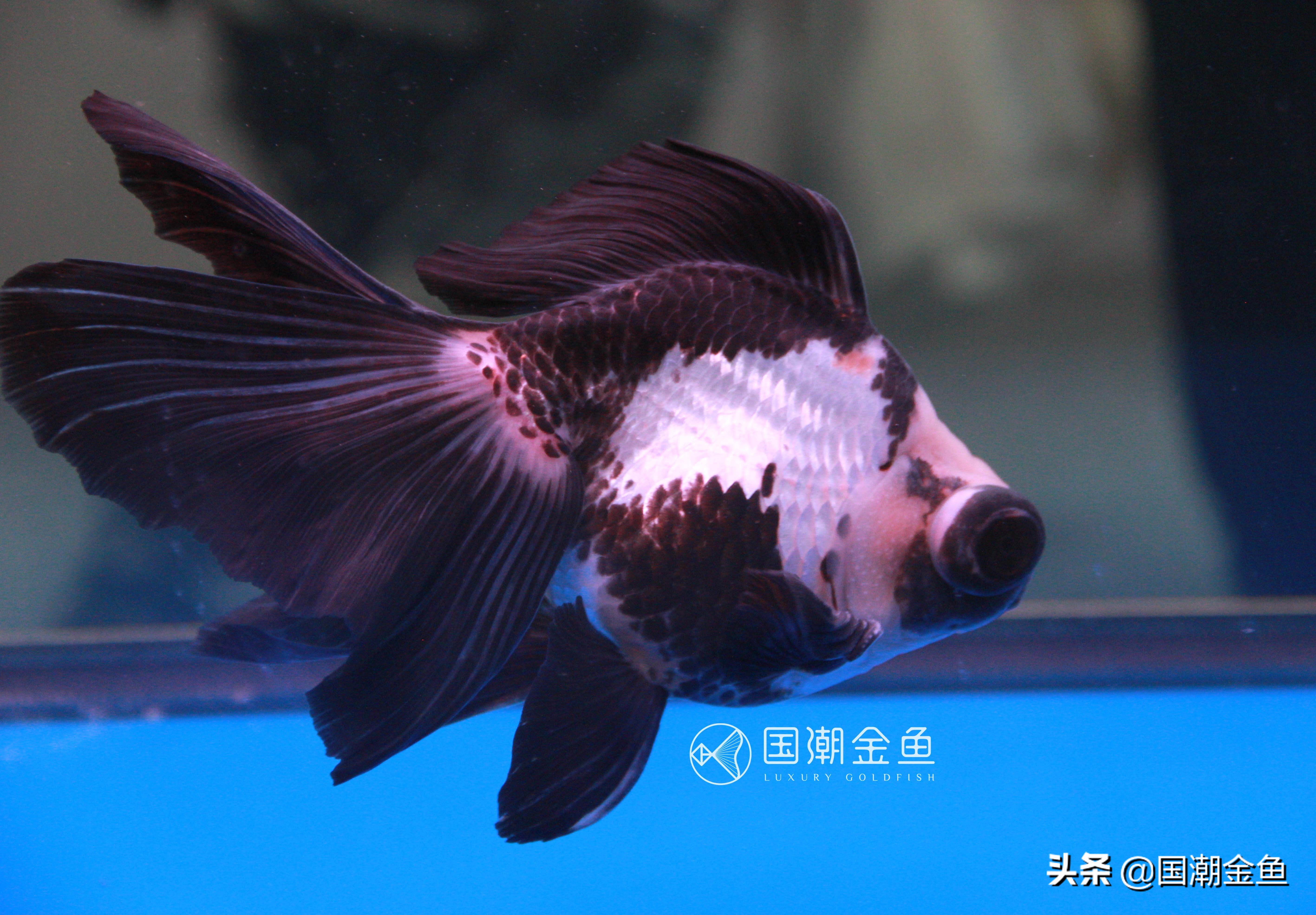 最理想的适合新手养殖的金鱼品种,有哪些特别适合新手养的金鱼品种