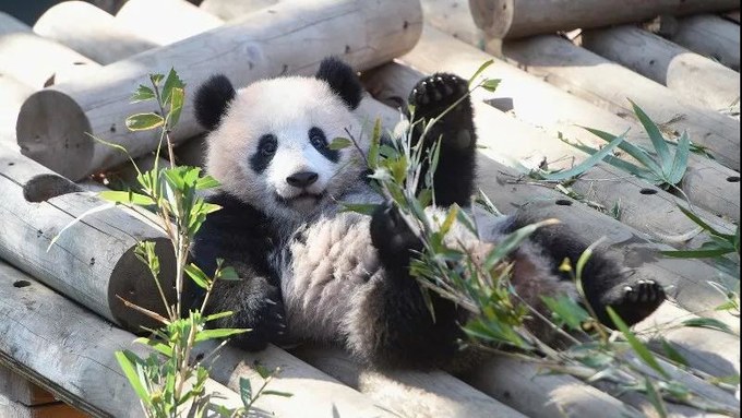 日本亲子游,带娃游日本迪士尼攻略
