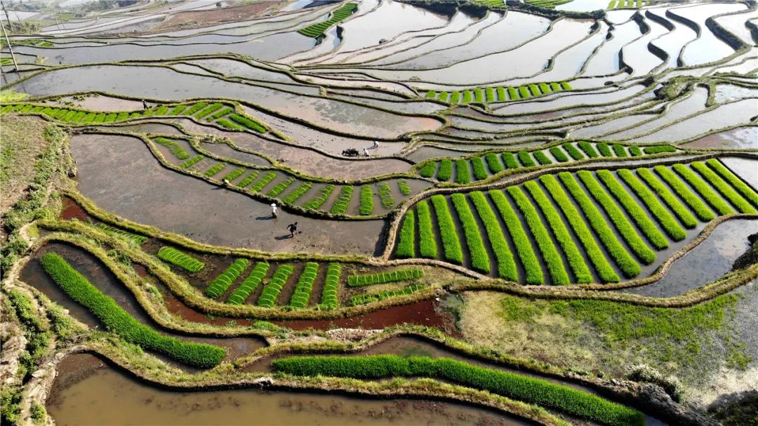 大学生与乡村振兴的热词,两会热词乡村振兴