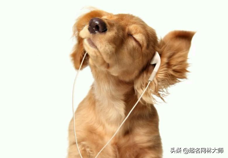 十大流行的狗狗,100个创意狗狗宠物名字