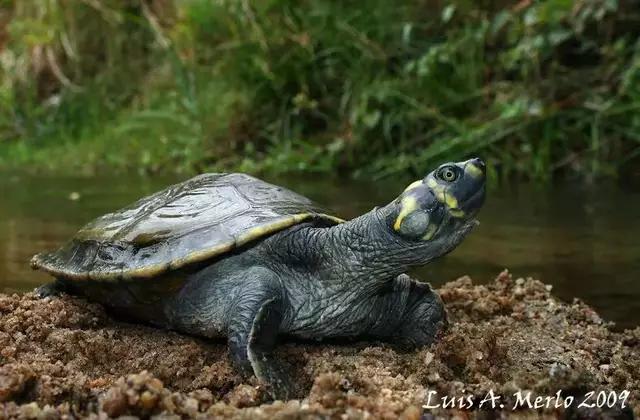 水族箱养鱼龟混养造景,热带鱼混养龟最佳搭配