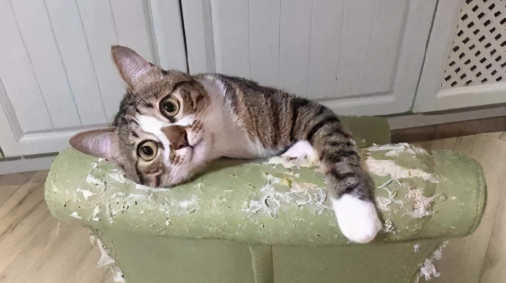 猫咪这五大“臭毛病”，你家猫咪占几个？