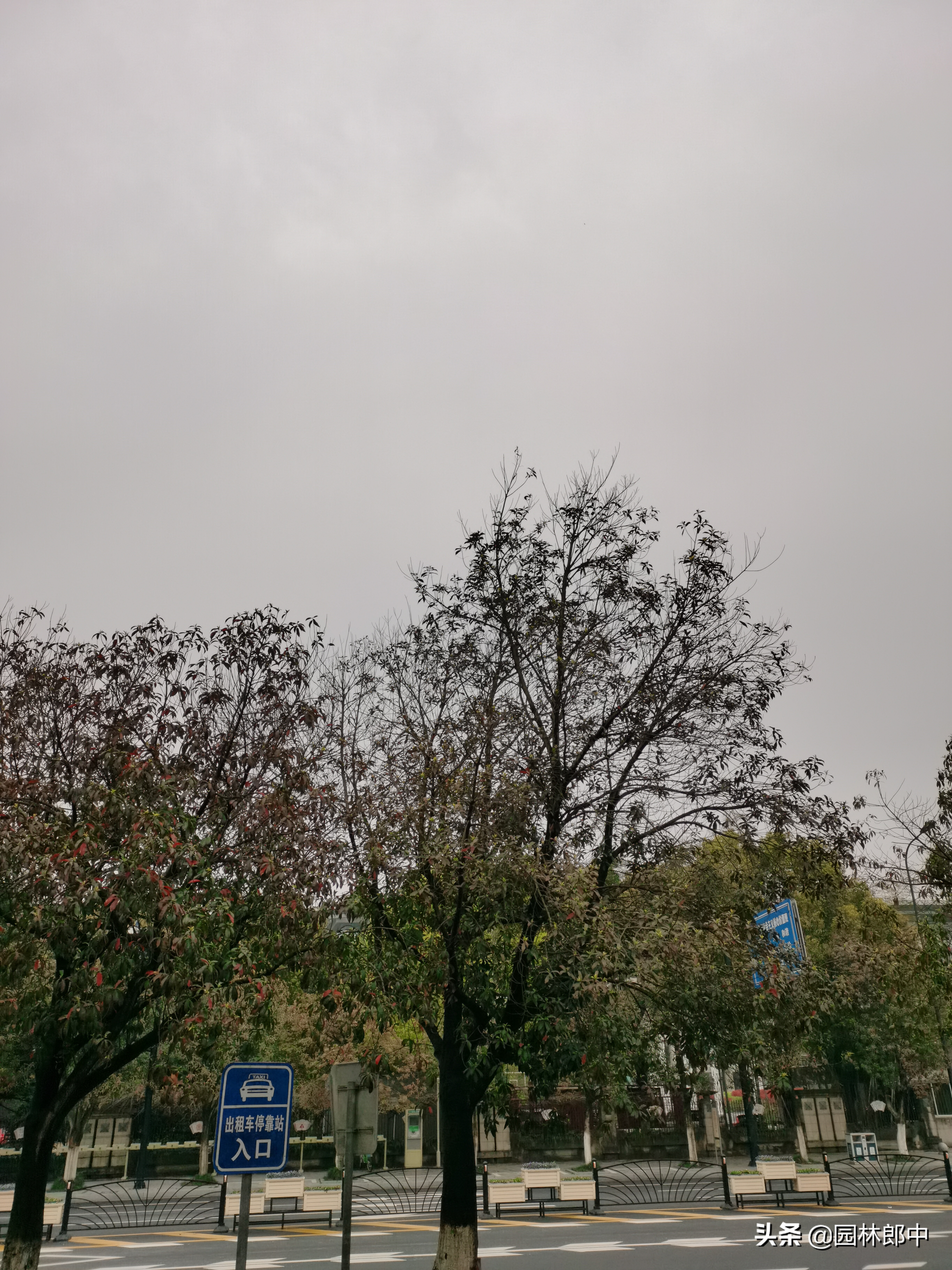 苗木冻伤了怎么补救,苗木霜冻了怎么补救