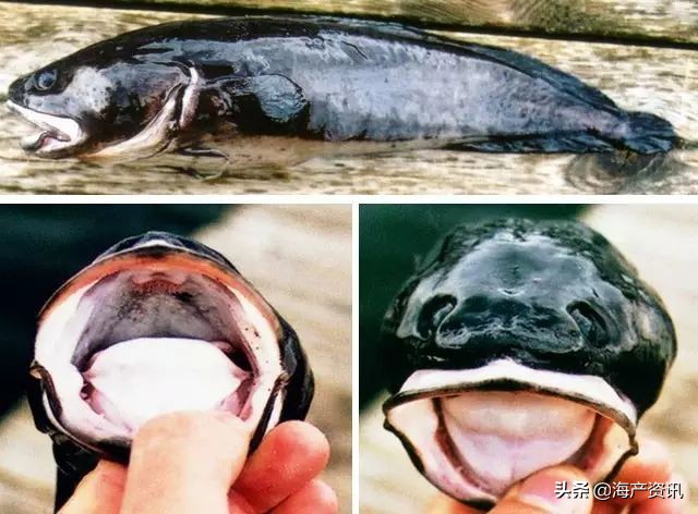 真鳕鱼科普,真鳕银鳕黑鳕鱼