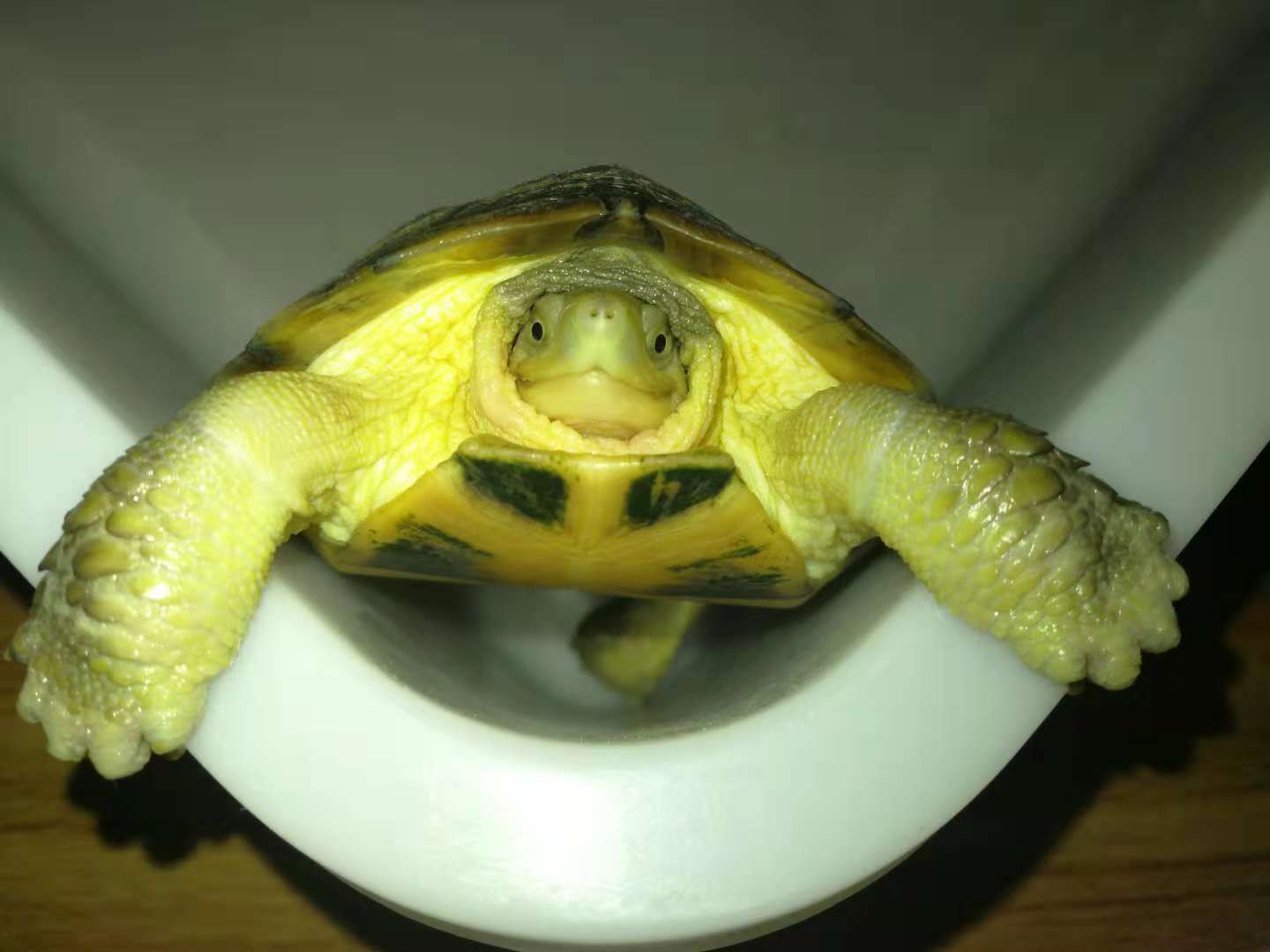 水龟养殖技术视频,水龟饲养入门知识大全