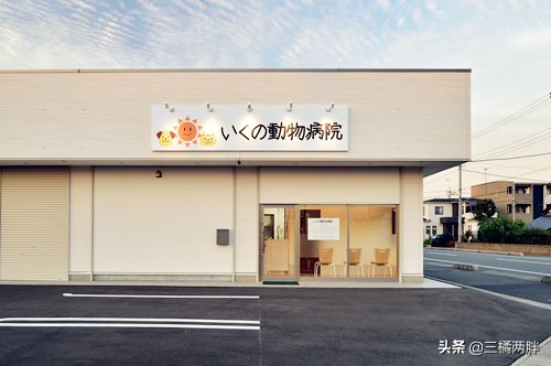 两个月的比熊吐拉稀没精神怎么办,三个月比熊刚买回来怎么养