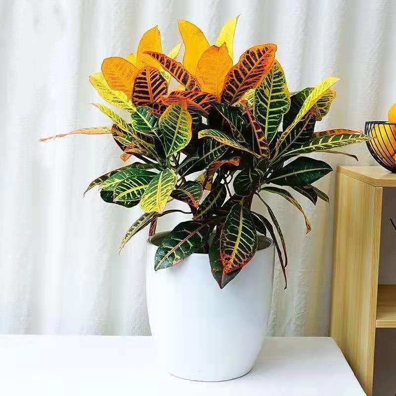 适合阳光暴晒的观叶绿植,适合室内养的高端观叶绿植