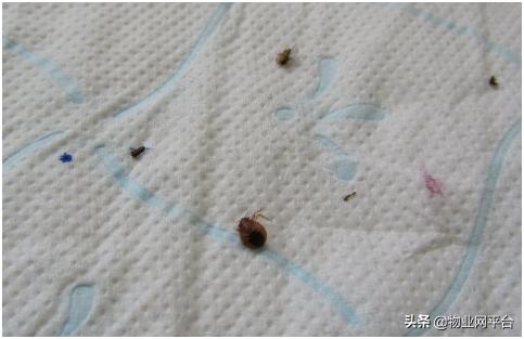 快速有效的灭跳蚤方法,灭跳蚤最快的方法