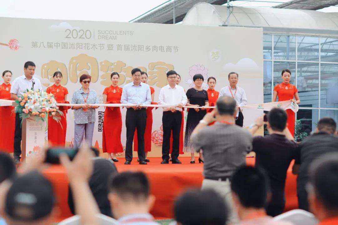 这个年销量上亿株多肉的县城，举办了首届多肉电商节