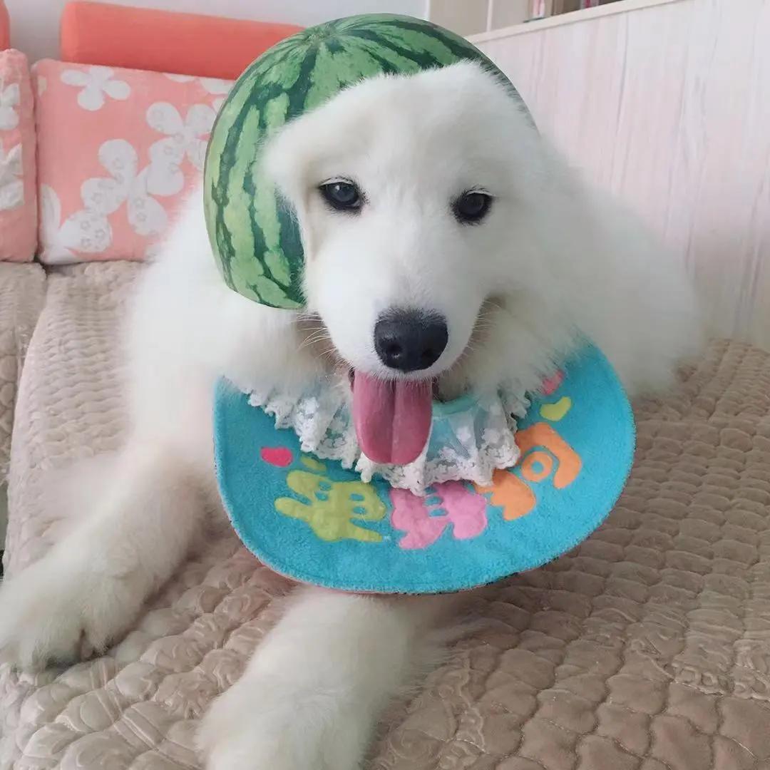 男生猛犬穿女装,男生细狗穿女装