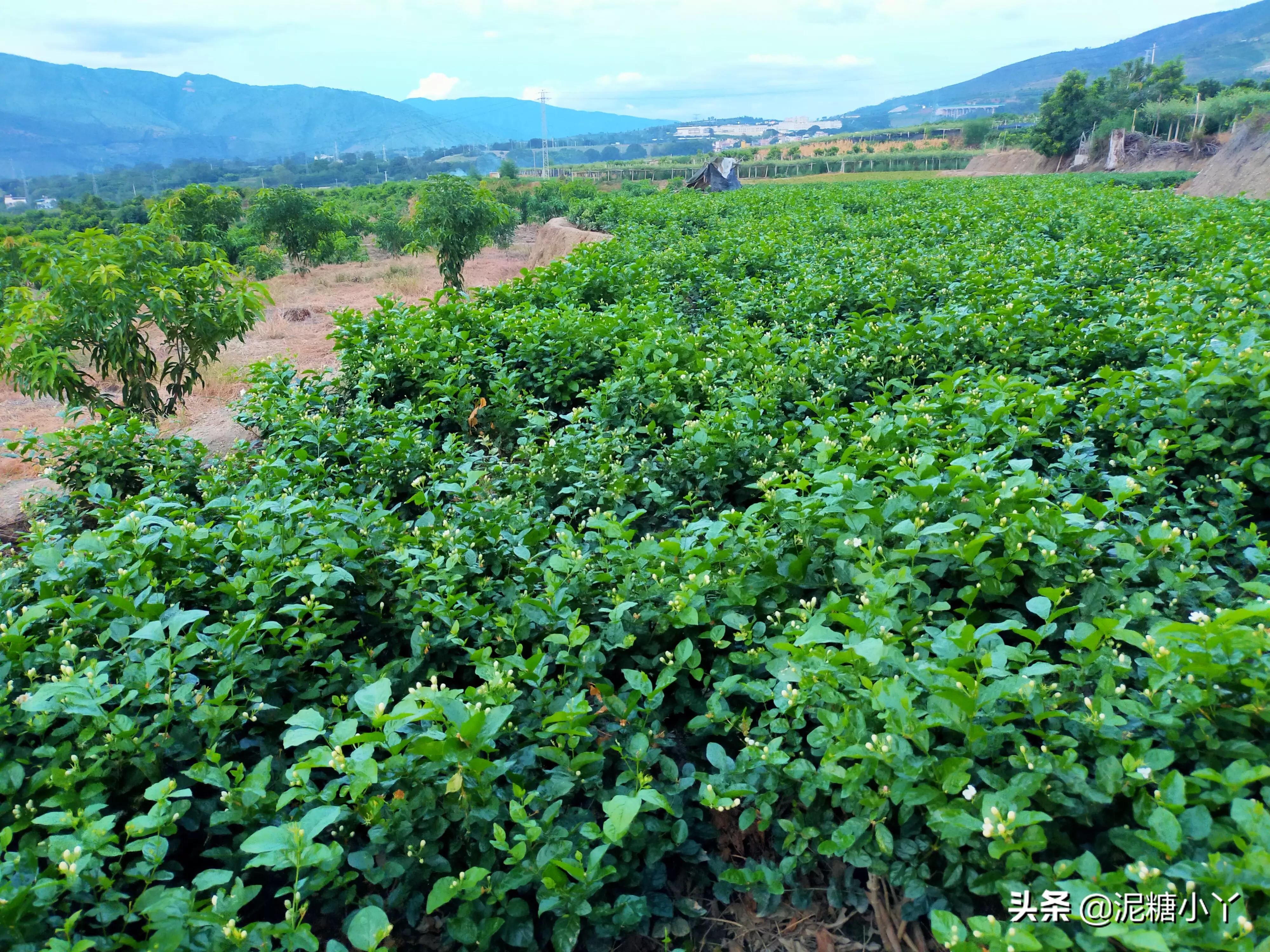 在农村没工作干什么可以赚钱,农民不去打工怎么赚钱