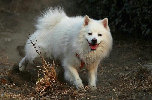 关于遛狗要拴绳,遛狗可以带点什么