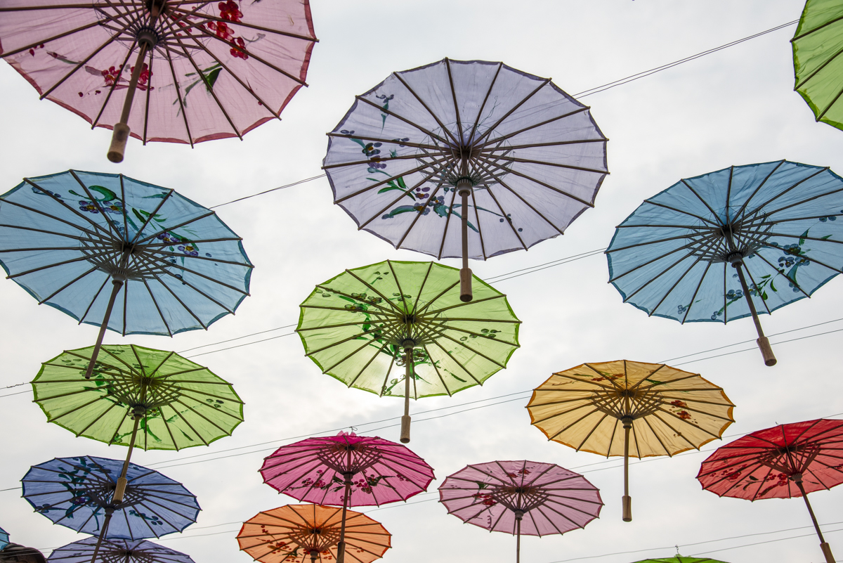 洋湖国家湿地公园,洋沙湖国家湿地公园马鞭草