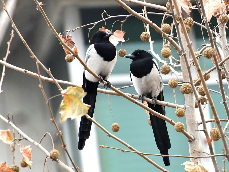 鹰这样大型的鸟类为什么怕喜鹊,喜鹊为什么攻击乌鸫鸟