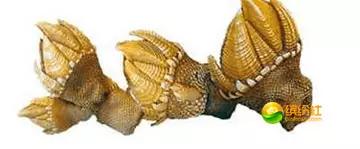 舟山4月份海鲜攻略,舟山海鲜代加工攻略