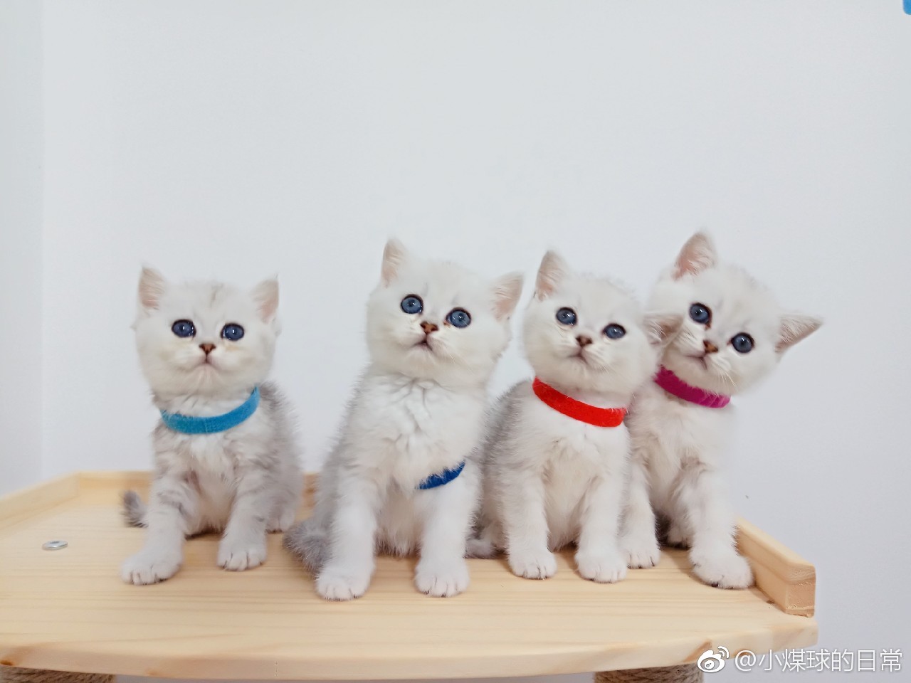 宠物医院到底坑不坑,宠物医院有多坑