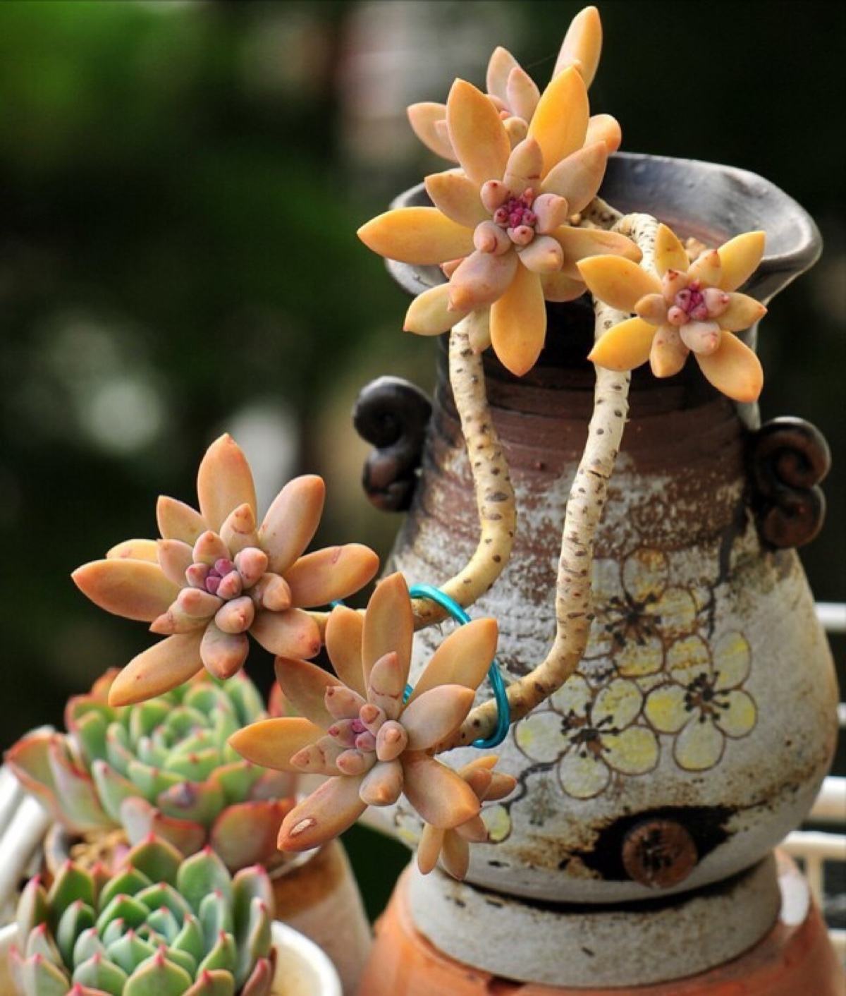 多肉长得太高成老桩了怎么办,多肉长高枝了怎么处理