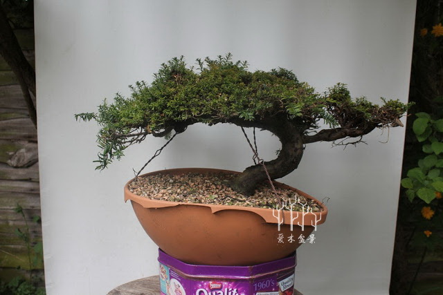 盆景改变造型,红豆杉老桩盆景造型