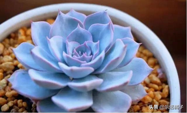 多肉植物蓝石莲有哪些品种,蓝石莲和石莲花是一个品种吗