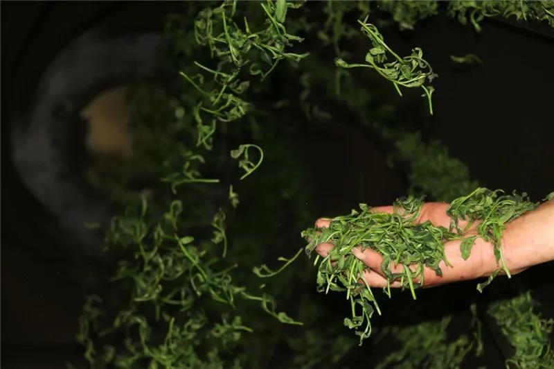 绿茶不同杀青方式味道特点,不同工艺杀青的茶叶有什么区别