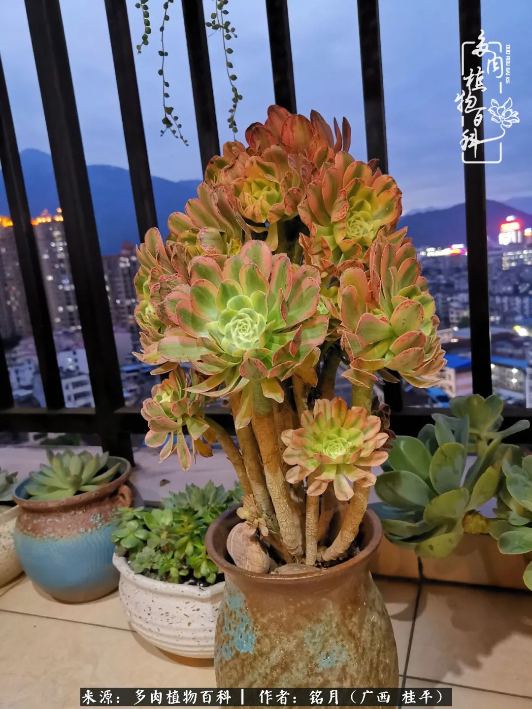 多肉怎么养出色彩,多肉很容易出现美丽的色彩