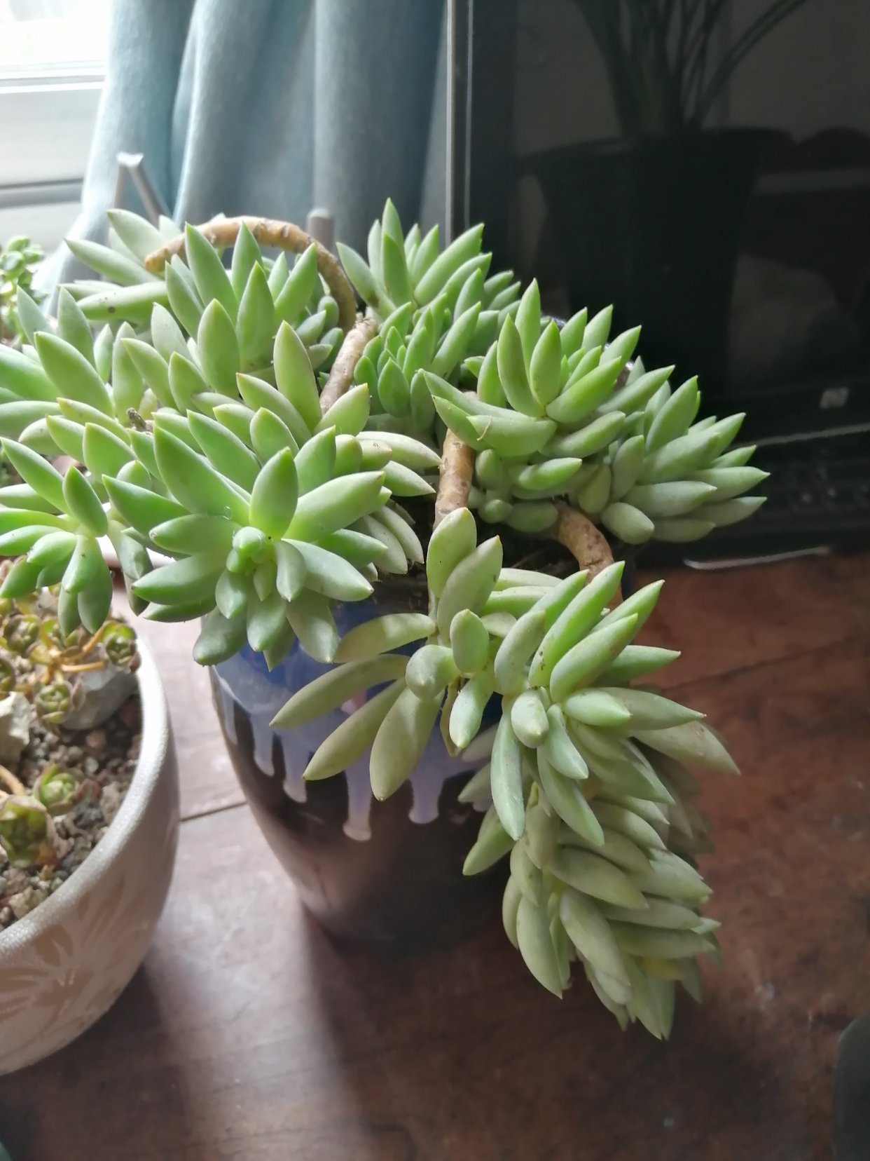 千佛手长势差,顺应“三习性”撒欢长,叶片肥美,密密麻麻挤满盆